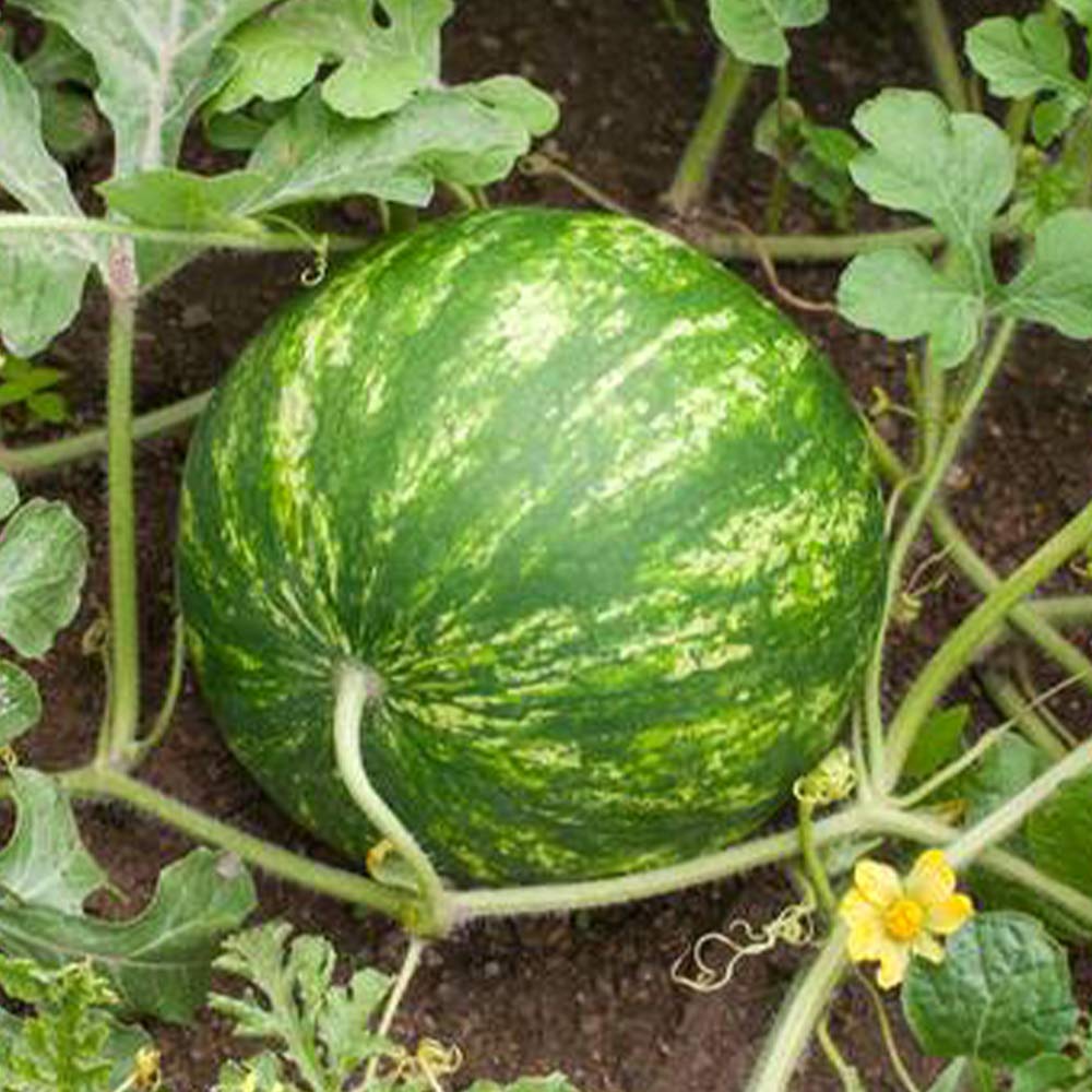 Amazon.co.jp: ITANSE 小玉スイカ ピノ・ガール【野菜苗 3号 自